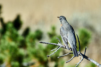 Wildlife Yellowstone<br>NIKON D4, 850 mm, 1400 ISO,  1/2000 sec,  f : 8 